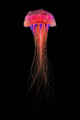 3D Rendered illustration, jellyfish - SPCF00677