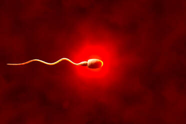 3D rendered illustration, visualization of sperm cell - SPCF00678