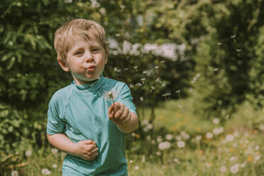 Cute blond boy blowing dandelion seeds while standing at garden on sunny day - MFF05849