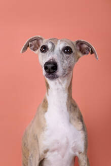 Studio portrait of English Greyhound - RTBF01435