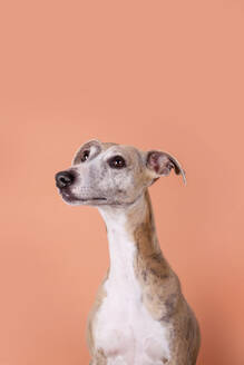 Studio portrait of English Greyhound - RTBF01437