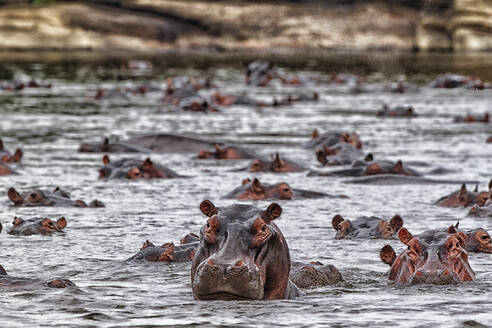 Demokratische Republik Kongo, Flusspferde (Hippopotamus Amphibius) schwimmen im Fluss - DSGF02062