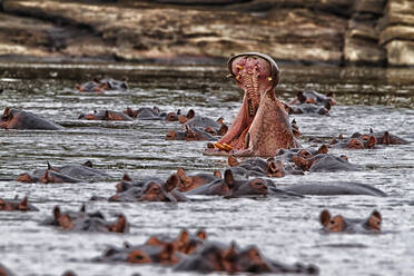 Demokratische Republik Kongo, Flusspferde (Hippopotamus Amphibius) schwimmen im Fluss - DSGF02063