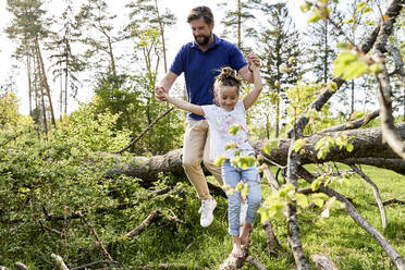 Mann hält die Hände seiner Tochter beim Sprung von einem umgestürzten Baum im Wald - AUF00547