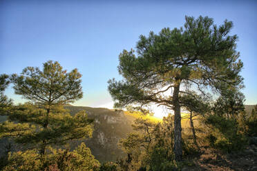 Spain, Province of Guadalajara, Trees against sun setting over Alto Tajo Nature Reserve - DSGF02074