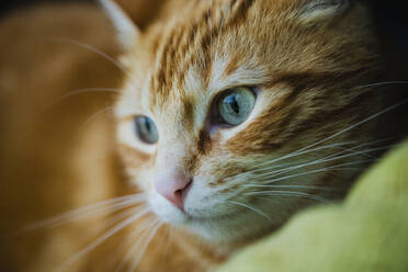 Porträt einer braunen süßen Katze - RAEF02375