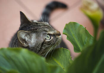 Porträt einer grauen Katze, die unter grünen Blättern steht - RAEF02377