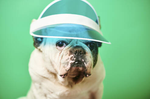 Studio portrait of white French Bulldog wearing sun visor - KIJF03084