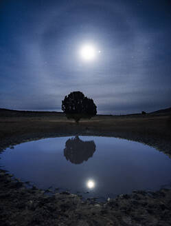 Moon Dog Rising Over A Lone Tree Reflecting in a Cattle Pond - CAVF83699