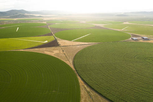 Grüne Kornkreise wachsen in einer Wüste von Nevada - CAVF83724