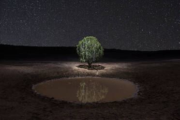 Einsamer Baum, der sich in einem kleinen Teich unter einer Million Sternen spiegelt - CAVF83760