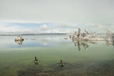 Schwäne und ein seltener Schneesturm bedecken den Mono Lake in Nordkalifornien - CAVF83761