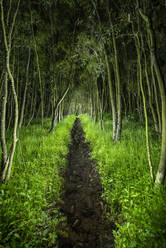 Ein kleiner Viehpfad führt durch einen kleinen Wald, unheimlich hell ein - CAVF83770