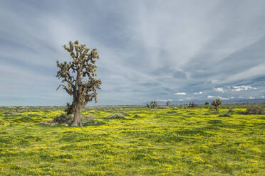 Joshua Tree und Wildblumenblüte nach den jüngsten Regenfällen in Kalifornien - CAVF83824