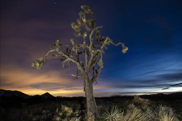 Joshua-Bäume in der Mojave-Wüste mit buntem Licht verschmutzt N - CAVF83826