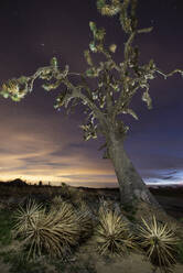 Joshua-Bäume in der Mojave-Wüste mit buntem Licht verschmutzt N - CAVF83827