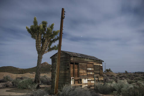 Verlassene Hütte und Joshua Tree in der Wüste - CAVF83829