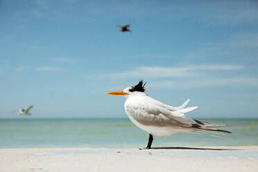 Einzelne Königsseeschwalbe mit vom Wind zerzaustem Gefieder am Strand von Florida - CAVF83867
