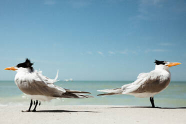 Zwei Königsseeschwalben stehen sich an einem windigen Strand in Florida gegenüber - CAVF83868