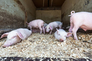 Georgien, Schweine auf dem Tiermarkt - WVF01757