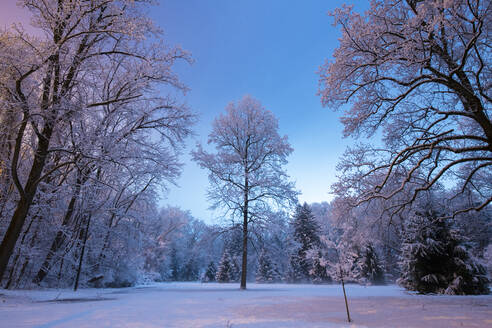 Gefrorene Bäume und verschneite Winterszenen im ländlichen Pennsylvania - CAVF84014