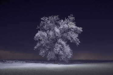 Frozen Trees and Snowy Winter Scene in Rural Pennsylvania - CAVF84016