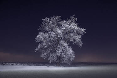 Gefrorene Bäume und verschneite Winterszenen im ländlichen Pennsylvania - CAVF84016