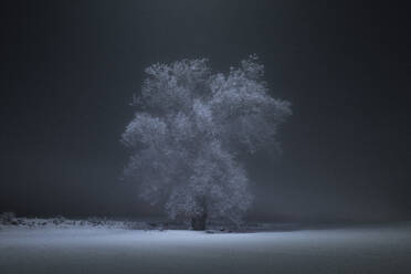 Frozen Trees and Snowy Winter Scene in Rural Pennsylvania - CAVF84017