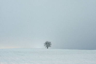 Lone Tree in a Field on a Cloudy Night - CAVF84018