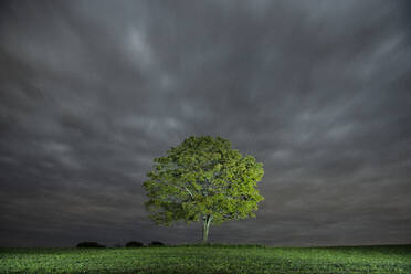 Einsamer Baum in einem Feld in einer bewölkten Nacht - CAVF84020