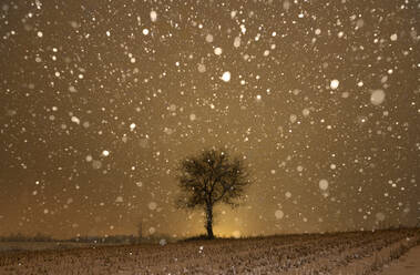 Einsamer Baum in einem Feld in einer bewölkten Nacht - CAVF84021