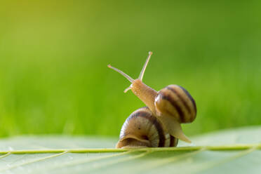 Schöne schöne Schnecke im Gras mit Morgentau. - CAVF84029