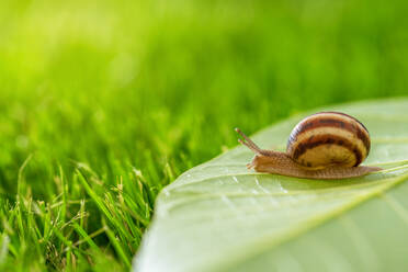 Schöne schöne Schnecke im Gras mit Morgentau. - CAVF84030