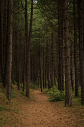 Forest along the Norfolk Coast - CAVF84218