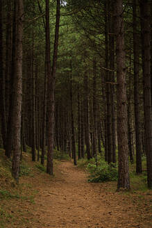 Wald entlang der Küste von Norfolk - CAVF84218