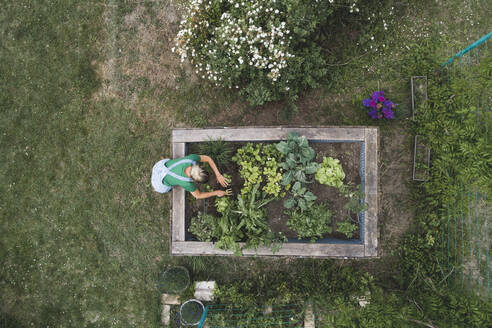 Aerial view of mid adult woman planting in raised bed at yard - HMEF00947