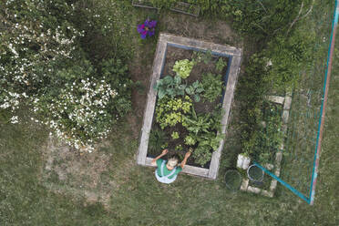 Drohnenaufnahme einer erwachsenen Frau, die Gemüse in einem Hochbeet im Garten pflanzt - HMEF00948