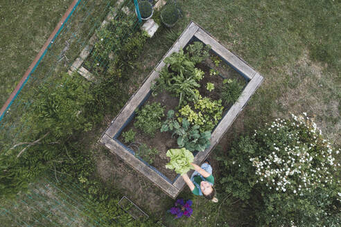 Aerial view of woman holding leaf vegetables growing in raised bed - HMEF00951