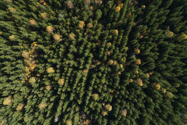 Drohnenansicht eines Laubwaldes im Herbst - RUEF02947
