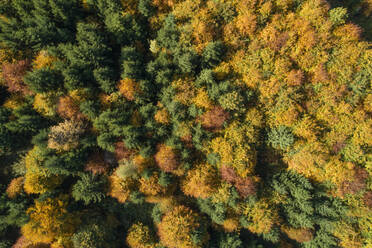 Drohnenansicht eines Laubwaldes im Herbst - RUEF02951