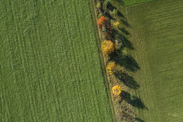 Germany, Bavaria, Drone view of row of Norway maples (Acer platanoides) growing in green countryside field - RUEF02953