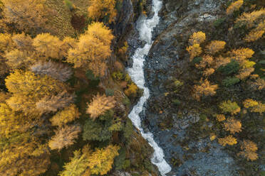 Schweiz, Kanton Graubünden, Drohnenaufnahme der Orlegna-Schlucht, umgeben von Lärchenwald im Herbst - RUEF02955