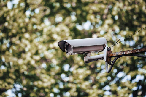 Nahaufnahme einer Überwachungskamera an einem Baum - WVF01796
