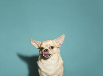 Nahaufnahme von Chihuahua lecken Nase gegen aqua blauen Hintergrund, hart - CAVF84347