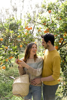 Fröhliches Paar pflückt auf einem Bauernhof Bio-Orangen vom Baum - LVVF00014