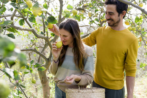 Lächelnder Mann sieht seine Freundin an, die an einer Zitrone riecht, während sie auf einem Bio-Bauernhof steht - LVVF00016