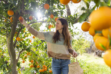 Mid adult woman picking oranges while standing in organic farm - LVVF00030