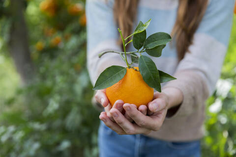 Close-up of woman holding orange while standing in organic farm stock photo