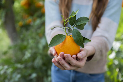 Nahaufnahme einer Frau, die eine Orange hält, während sie auf einem Bio-Bauernhof steht - LVVF00037