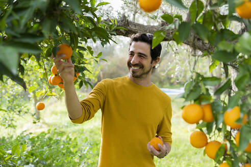 Lächelnder reifer Mann beim Orangenpflücken auf einem Bio-Bauernhof - LVVF00038